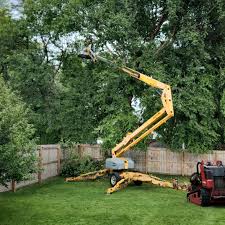 How Our Tree Care Process Works  in  Marana, AZ