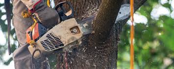 Best Fruit Tree Pruning  in Marana, AZ