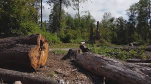 Best Tree Mulching  in Marana, AZ