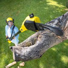 Best Tree Disease Treatment  in Marana, AZ