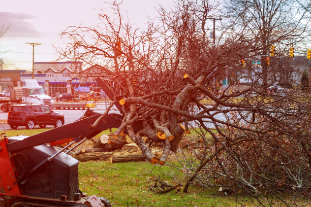 Best Tree Removal  in Marana, AZ