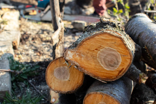 Best Stump Grinding and Removal  in Marana, AZ