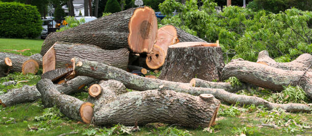  Marana, AZ Tree Care Pros