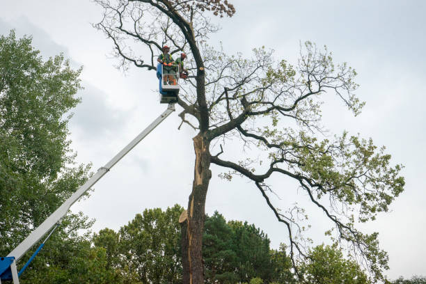 Best Utility Line Clearance  in Marana, AZ