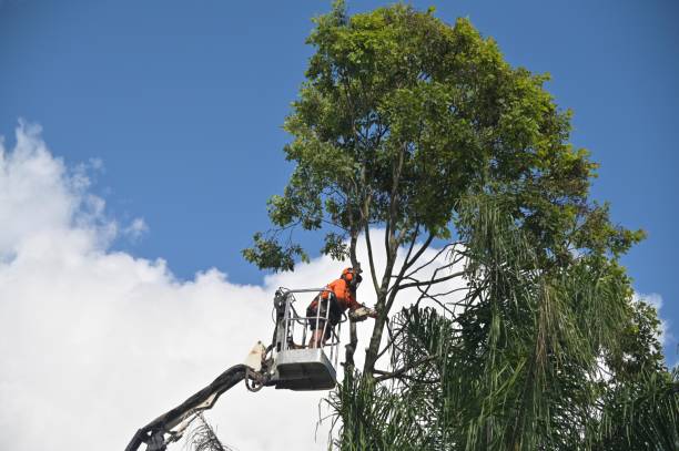 Landscape Design and Installation in Marana, AZ