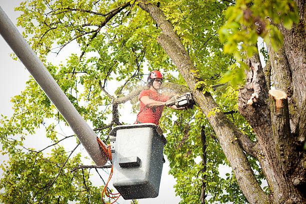 Best Hazardous Tree Removal  in Marana, AZ