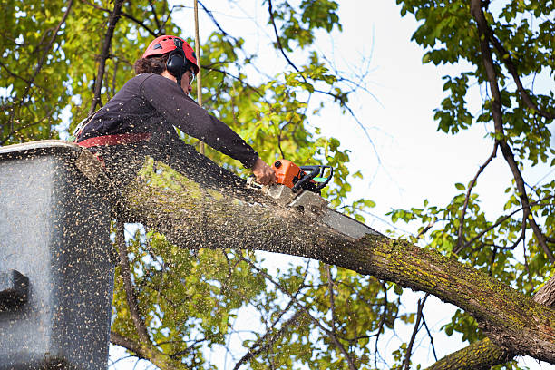 Best Commercial Tree Services  in Marana, AZ