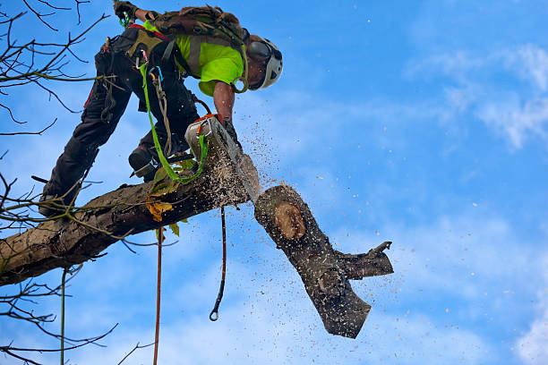 Tree and Shrub Care in Marana, AZ