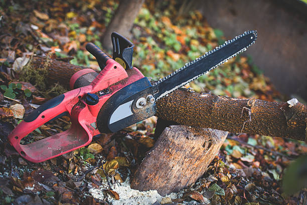 Best Weed Control  in Marana, AZ