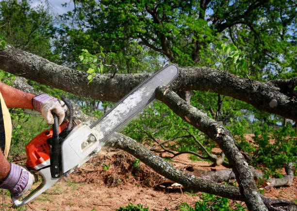 Best Arborist Consultation Services  in Marana, AZ