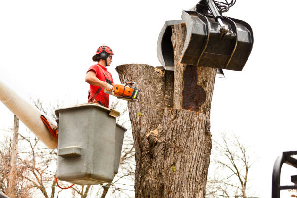 Best Tree Health Inspection  in Marana, AZ